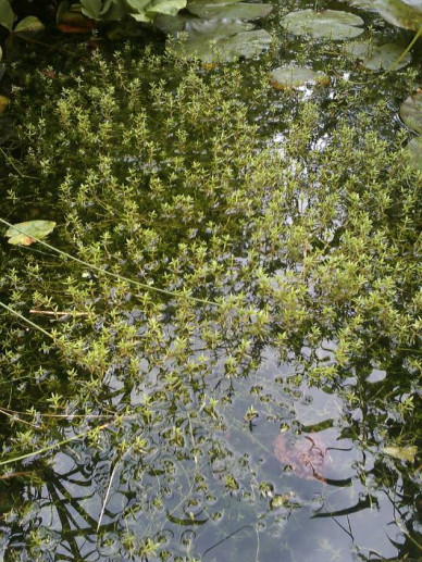 Crasula Recurva